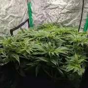 Laughing Buddha | 60x60 | Organic