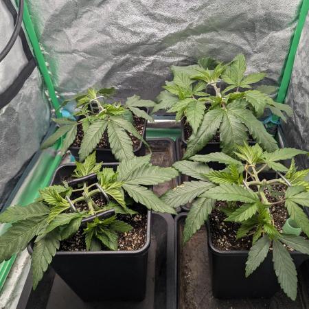 Laughing Buddha | 60x60 | Organic