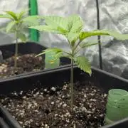 Laughing Buddha | 60x60 | Organic