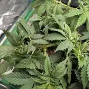 Laughing Buddha | 60x60 | Organic