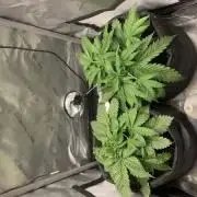 First Grow 