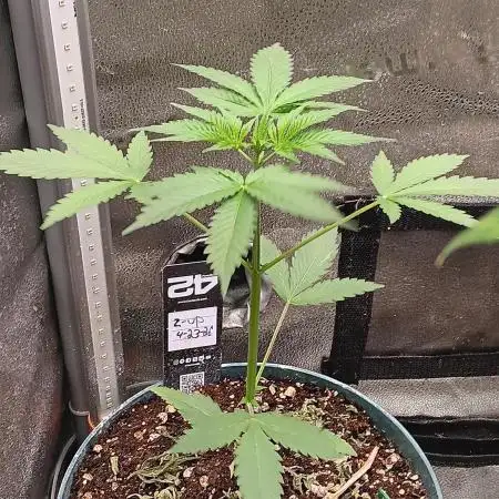 Lanks fastbuds run