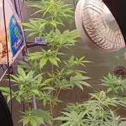 Lanks fastbuds run