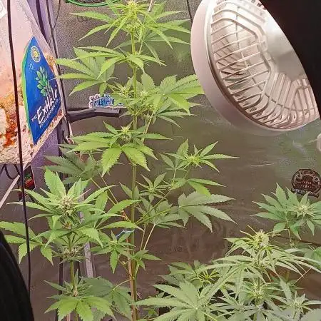 Lanks fastbuds run