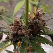 Lanks fastbuds run