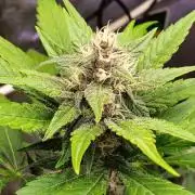 Lanks fastbuds run