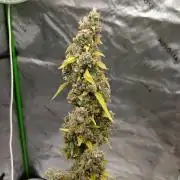 Lanks fastbuds run