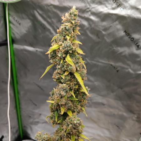 Lanks fastbuds run