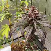 Lanks fastbuds run