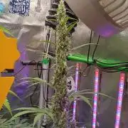 Lanks fastbuds run