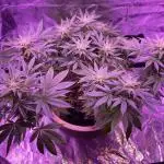 SENSI SKUNK[OUT to IN]