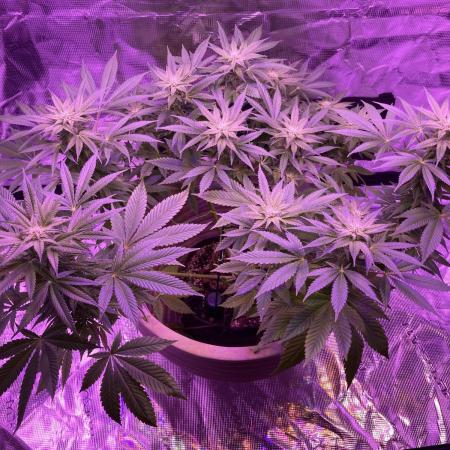 SENSI SKUNK[OUT to IN]