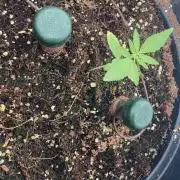 Pineapple Glue 🍍[OUTDOOR]
