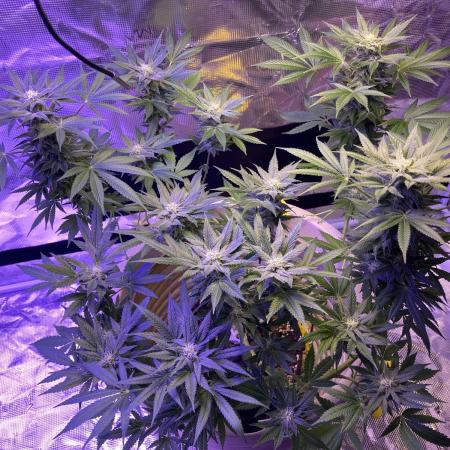 SENSI SKUNK[OUT to IN]