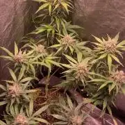 PINEAPPLE GLUE🍍🦍& PassionFruitz