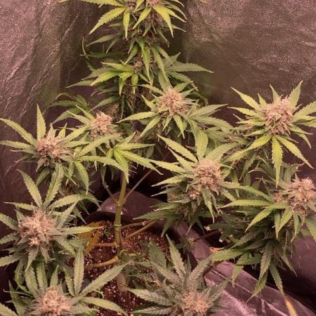 PINEAPPLE GLUE🍍🦍& PassionFruitz