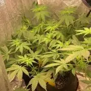 PINEAPPLE GLUE🍍🦍& PassionFruitz