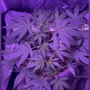 CRITICAL CHEESE 🧀
