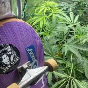 SENSI FRUITS