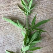Pineapple Glue 🍍[OUTDOOR]