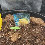 Runtz & Roses // Pickled Lemon F1