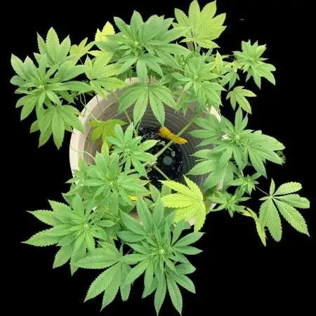 SENSI SKUNK[Outdoor]
