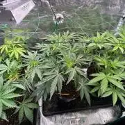 SENSI FRUITS