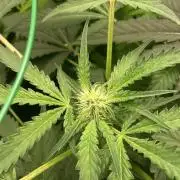 SENSI FRUITS