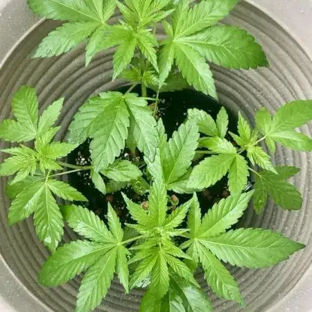 SENSI SKUNK[Outdoor]