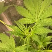 PINEAPPLE GLUE🍍🦍& PassionFruitz