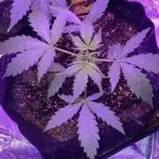 PINEAPPLE GLUE🍍🦍