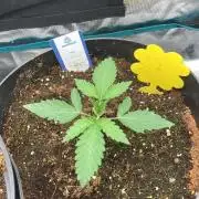 SENSI FRUITS