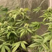 PINEAPPLE GLUE🍍🦍& PassionFruitz