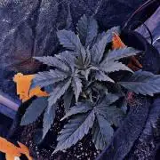 PINEAPPLE GLUE🍍🦍