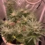 SENSI SKUNK[OUT to IN]