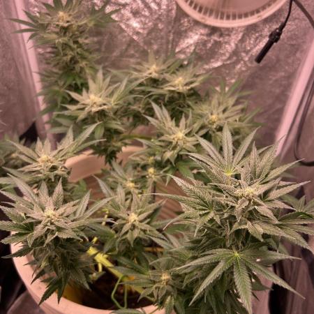 SENSI SKUNK[OUT to IN]