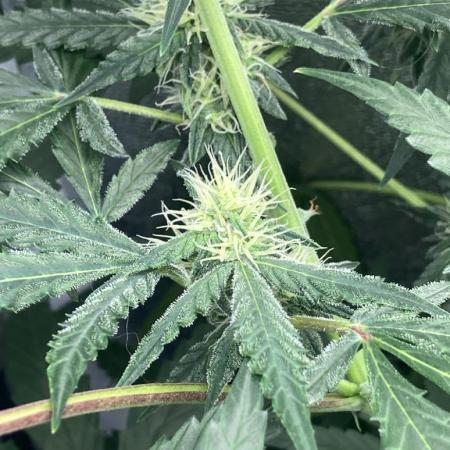 CRITICAL CHEESE 🧀