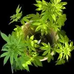 SENSI SKUNK[Outdoor]