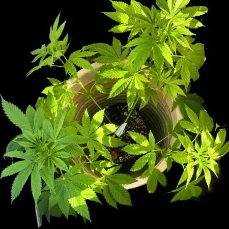 SENSI SKUNK[Outdoor]