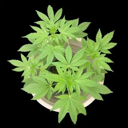 SENSI SKUNK[Outdoor]