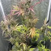 Mimosa Sunrise 🍊XXL