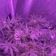 CRITICAL CHEESE 🧀