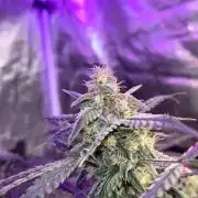 CRITICAL CHEESE 🧀