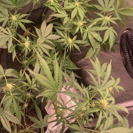 PINEAPPLE GLUE🍍🦍& PassionFruitz