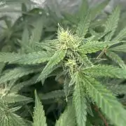CRITICAL CHEESE 🧀