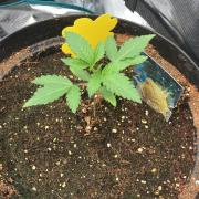 Runtz & Roses // Pickled Lemon F1