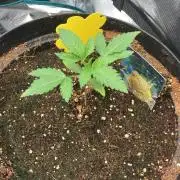 Runtz & Roses // Pickled Lemon F1