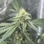 CRITICAL CHEESE 🧀