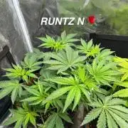 Runtz & Roses // Pickled Lemon F1