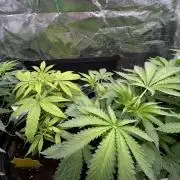 SENSI FRUITS